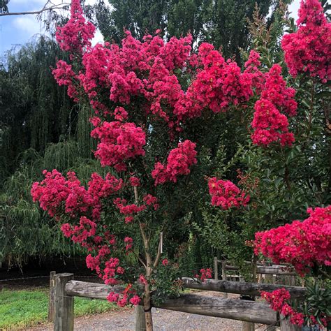The Celestial Symphony: Discovering the Musical Charm of the Crepe Myrtle Tree